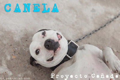 Canela