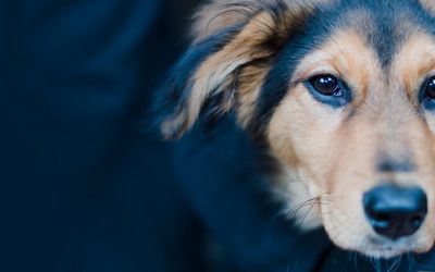 Los Animales de La Cañada en TeleMadrid