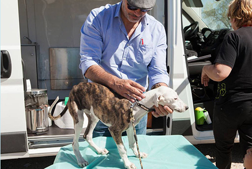 Proyecto Cañada: los voluntarios que cambian el futuro a los animales