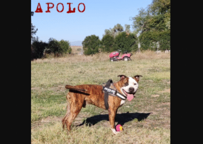 Apolo