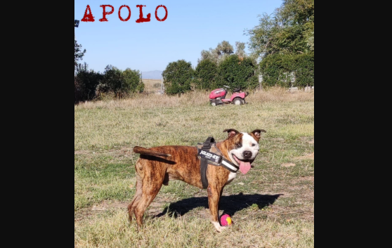 Apolo