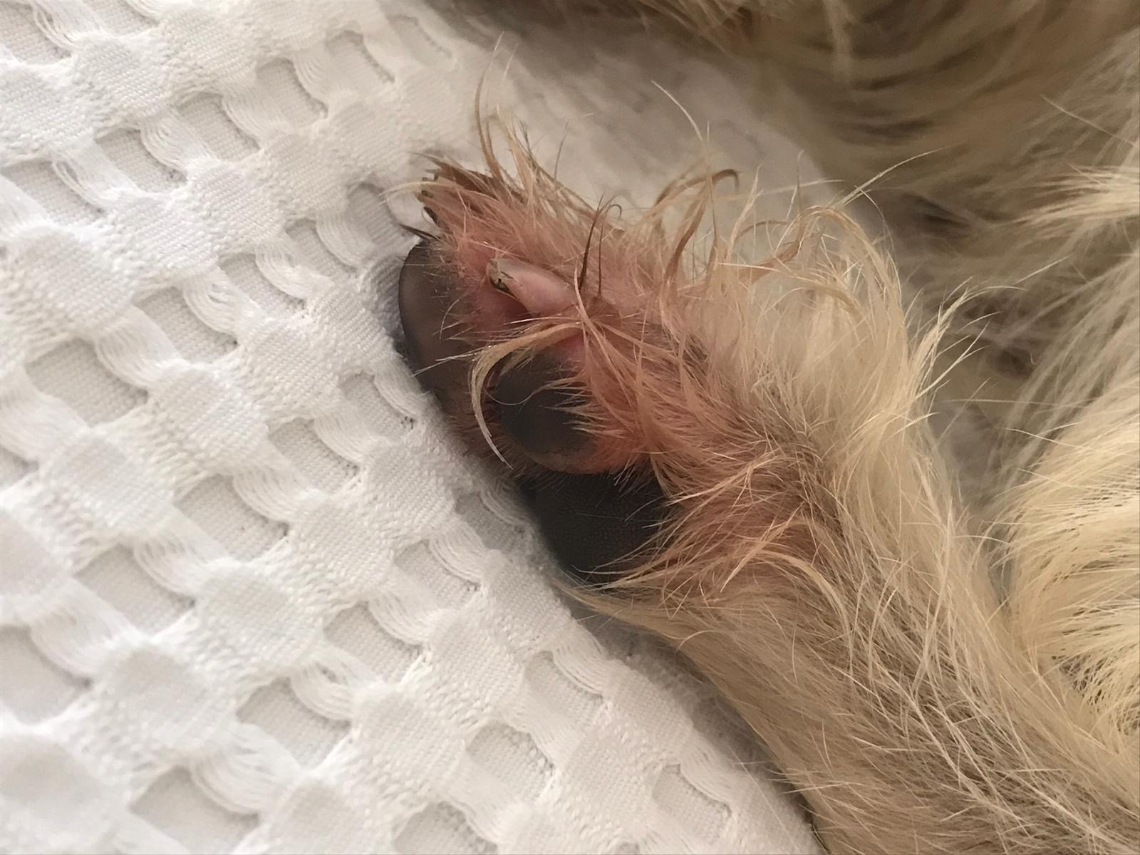 Alergias-alimenticias-en-perros