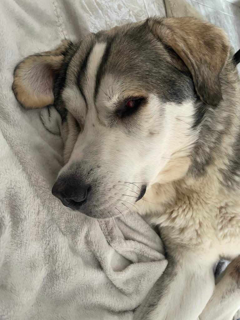 Simba 2