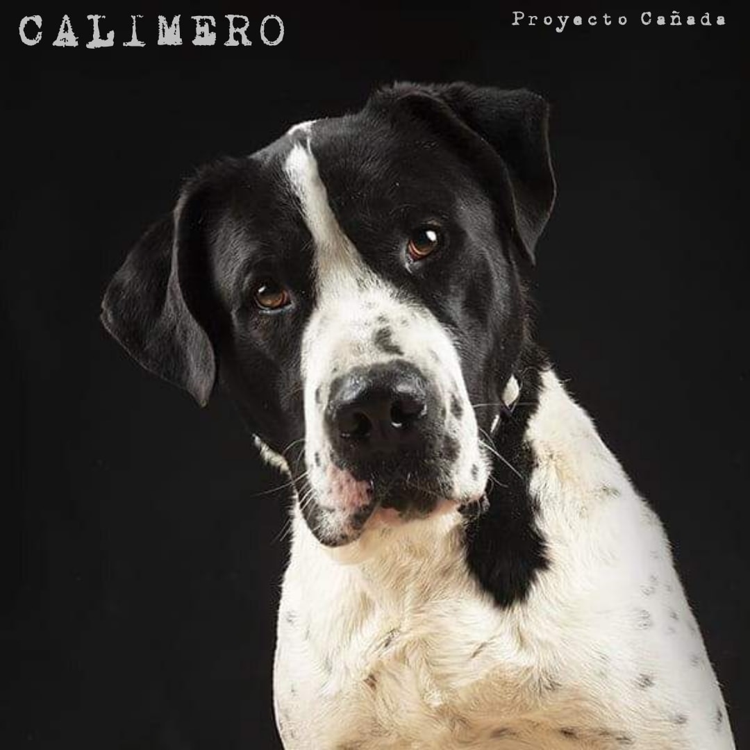 Calimero_miniatura