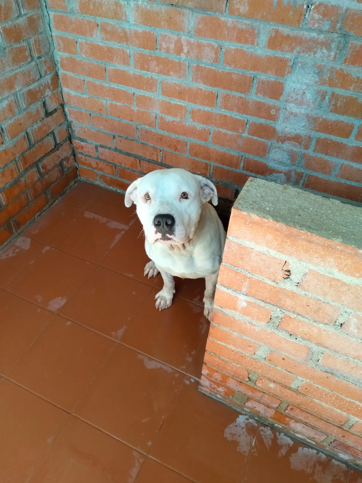 Mauri 3