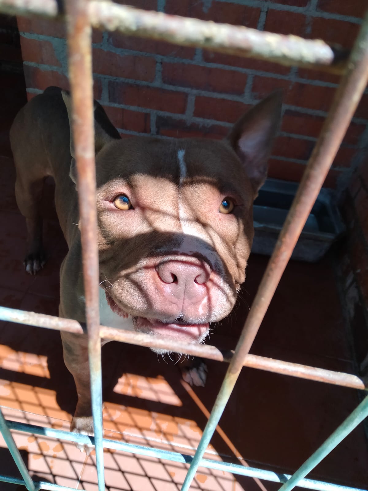 Paco