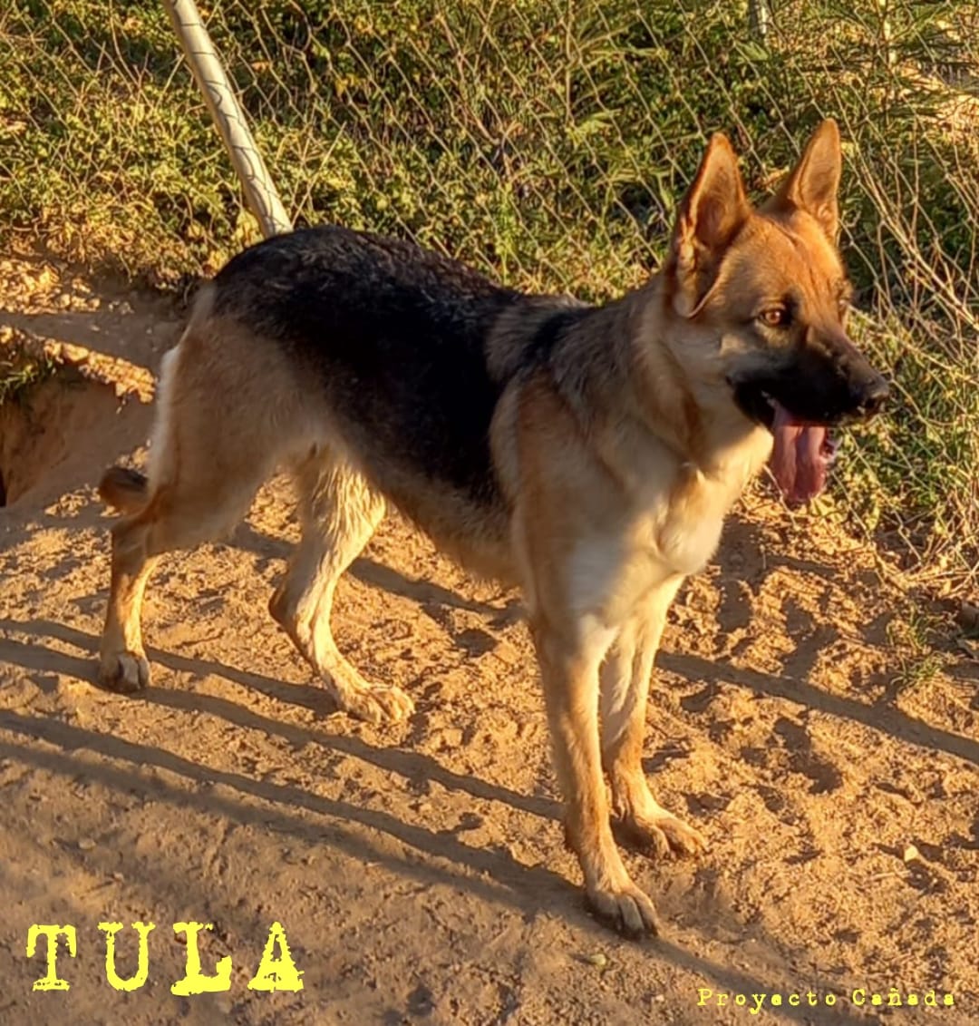 Tula