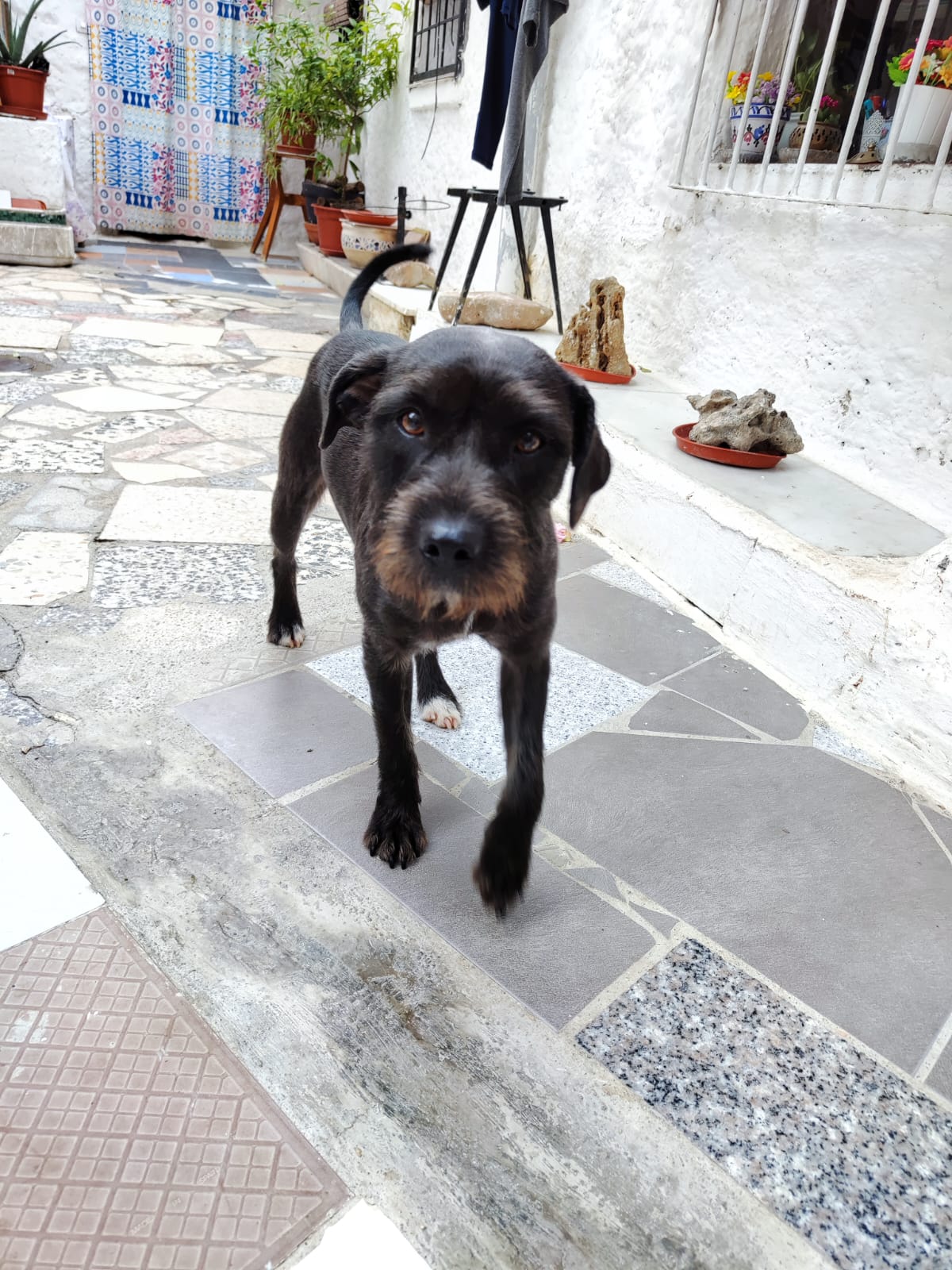 Estrella