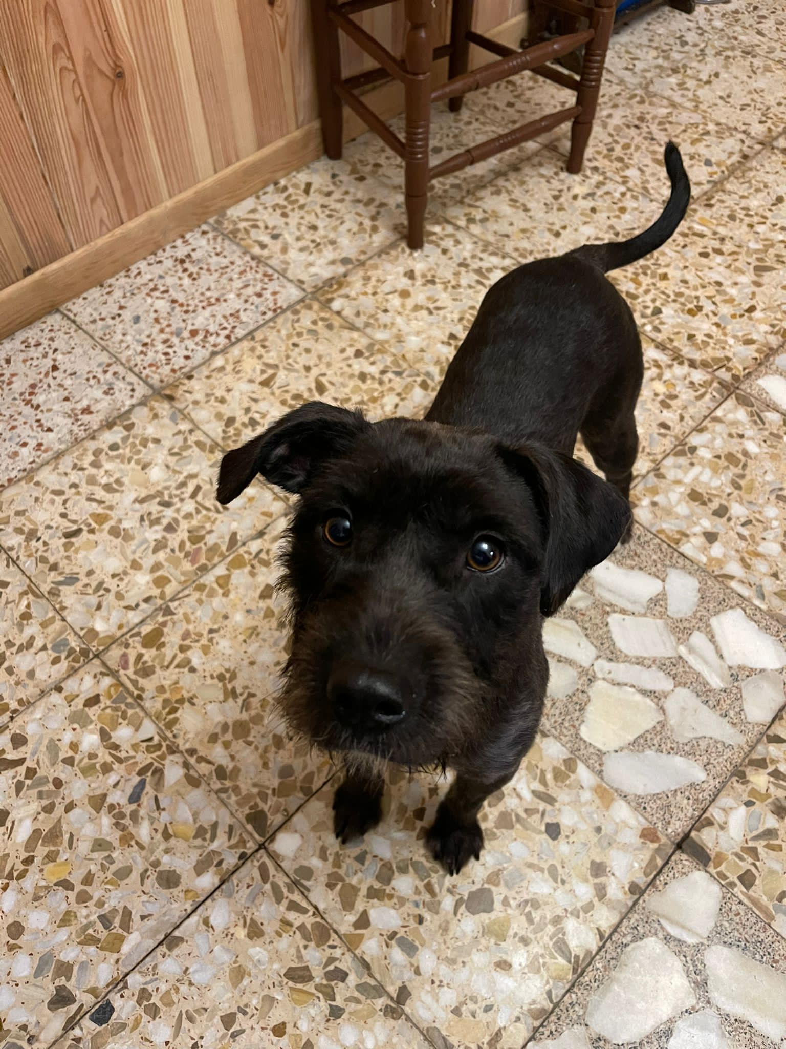 Estrella(2)