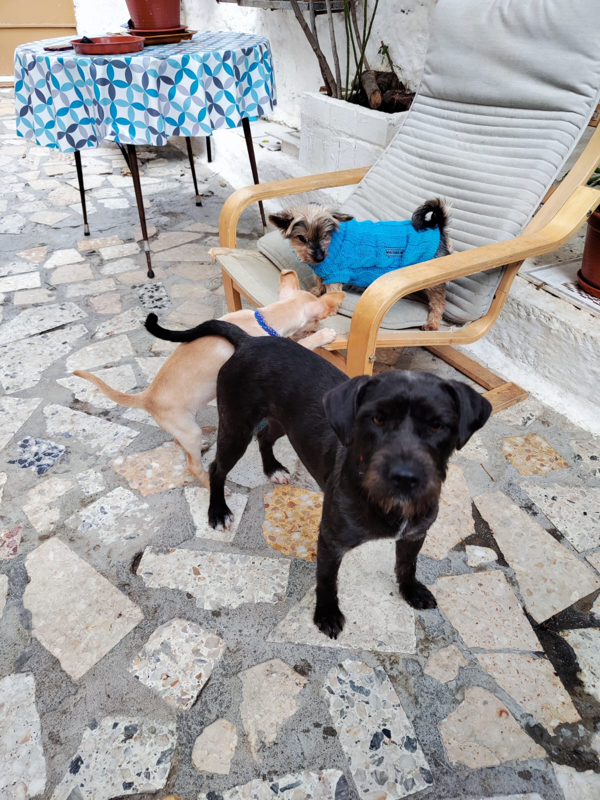 Estrella(4)