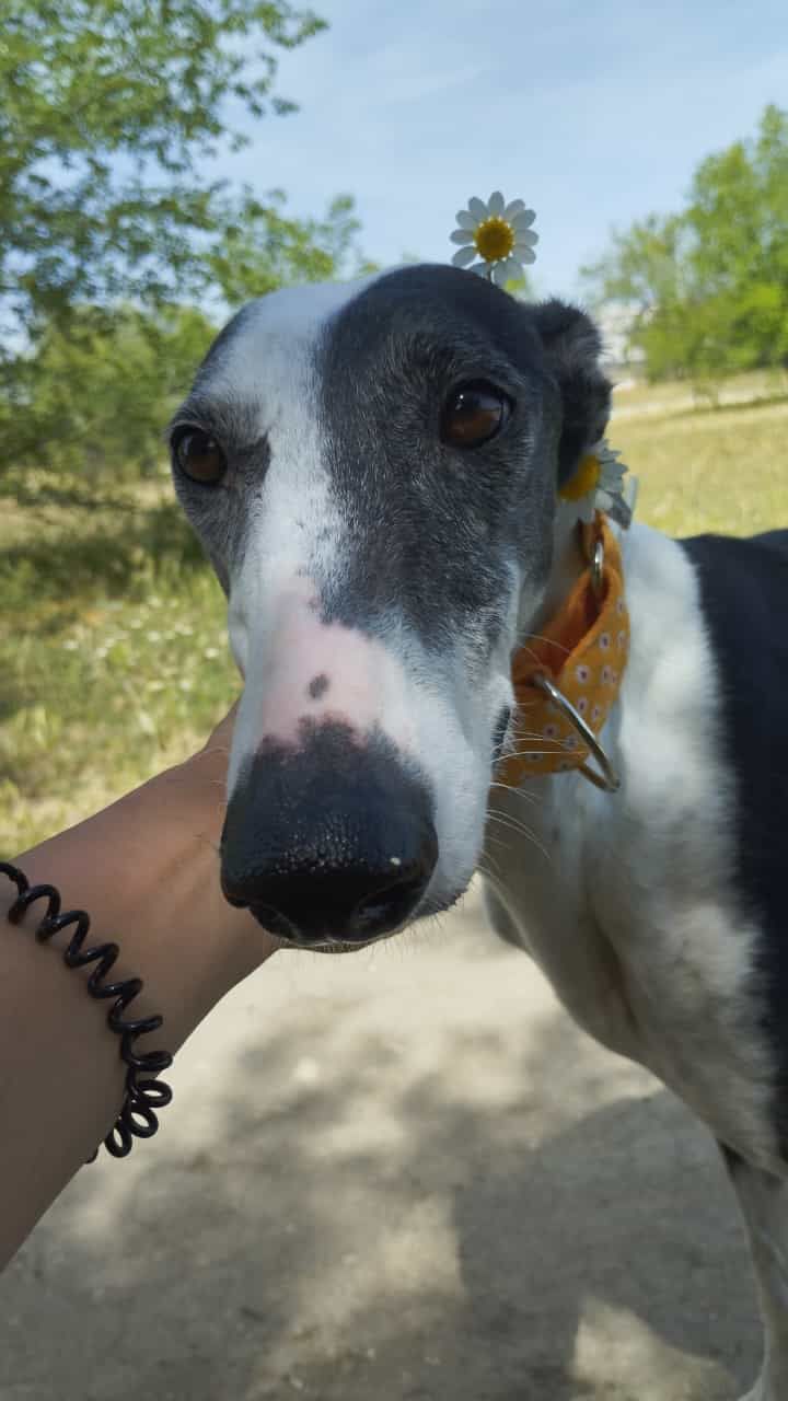 Carita(4)