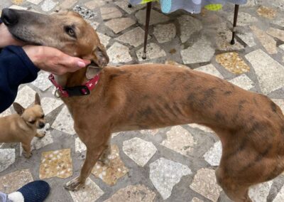 Kiko