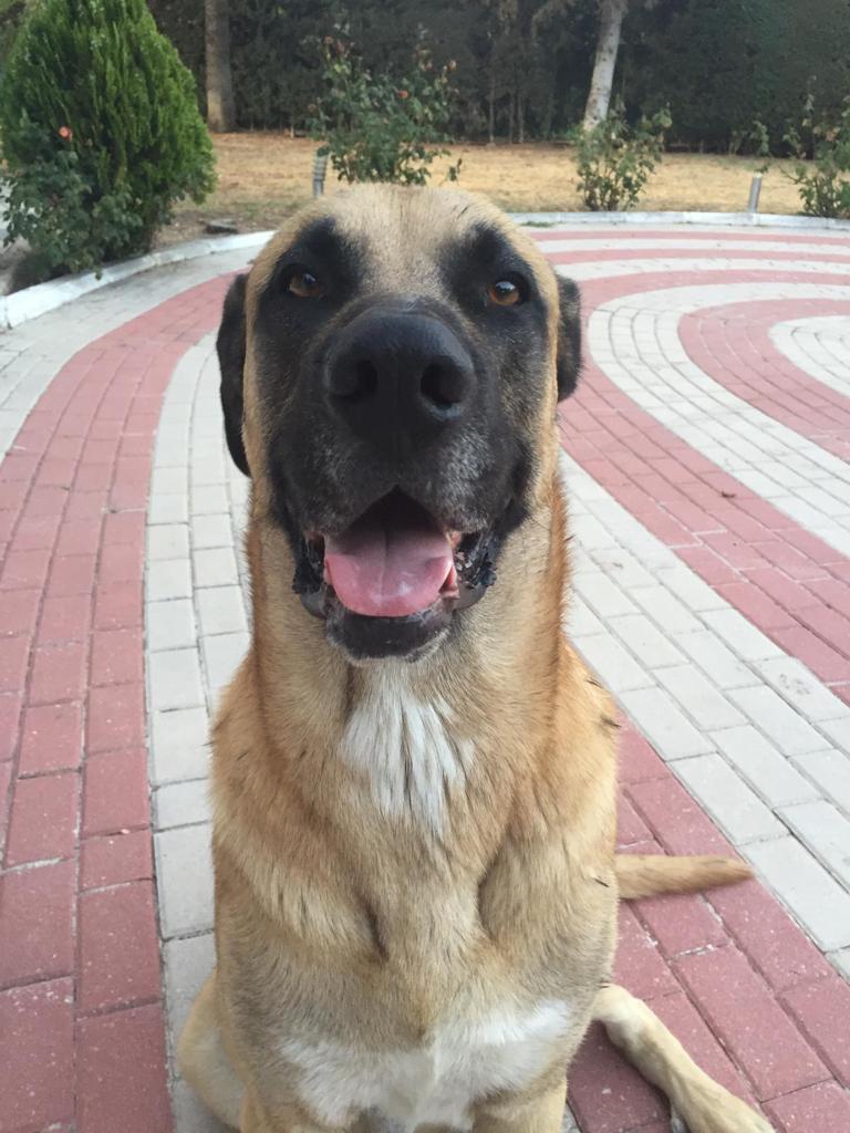Toto(1)