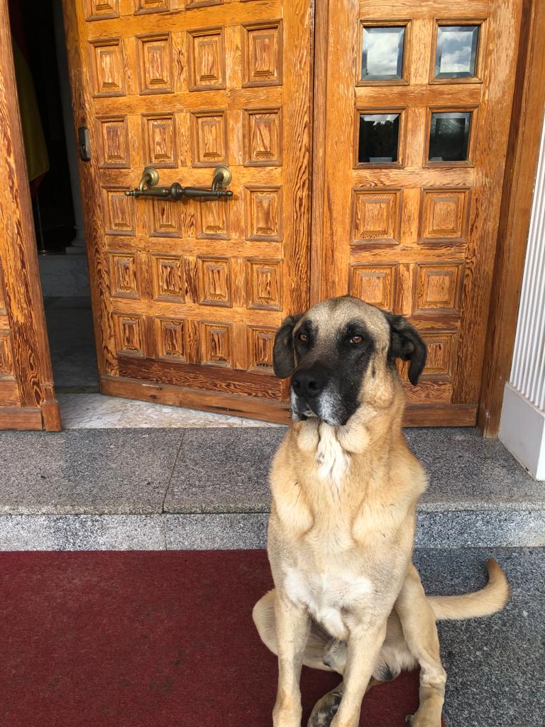 Toto(2)