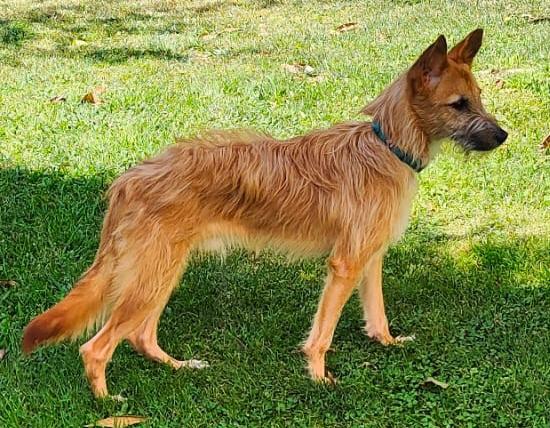 Golfo
