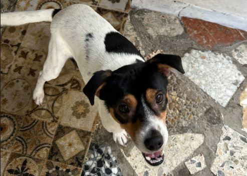 TobyPeq