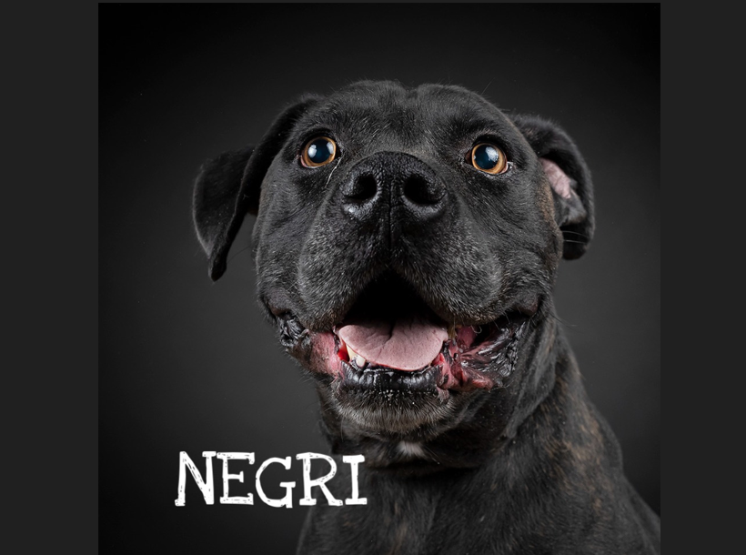 Negri