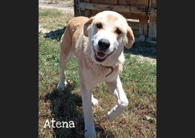Atena
