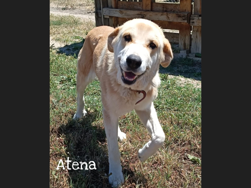 Atena