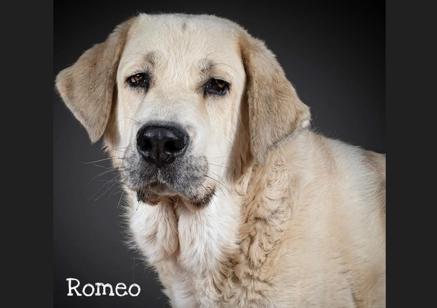 Romeo