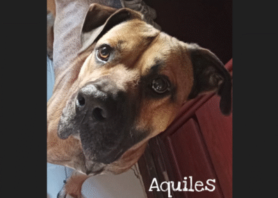 Aquiles