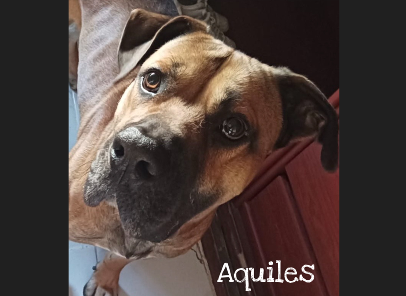 Aquiles