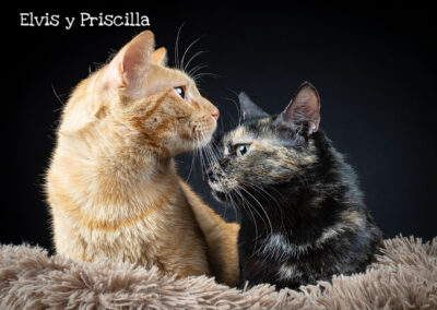 Elvis & Priscila