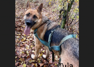 Tula