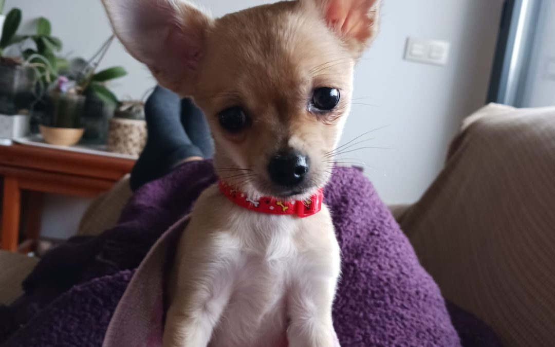 Canela