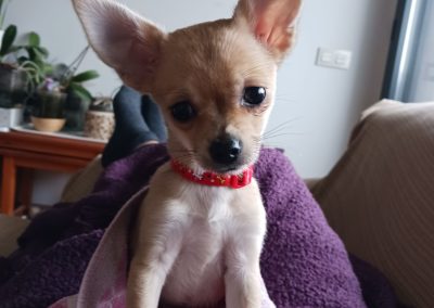 Canela