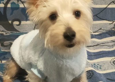 Capi