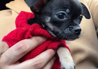 Coco