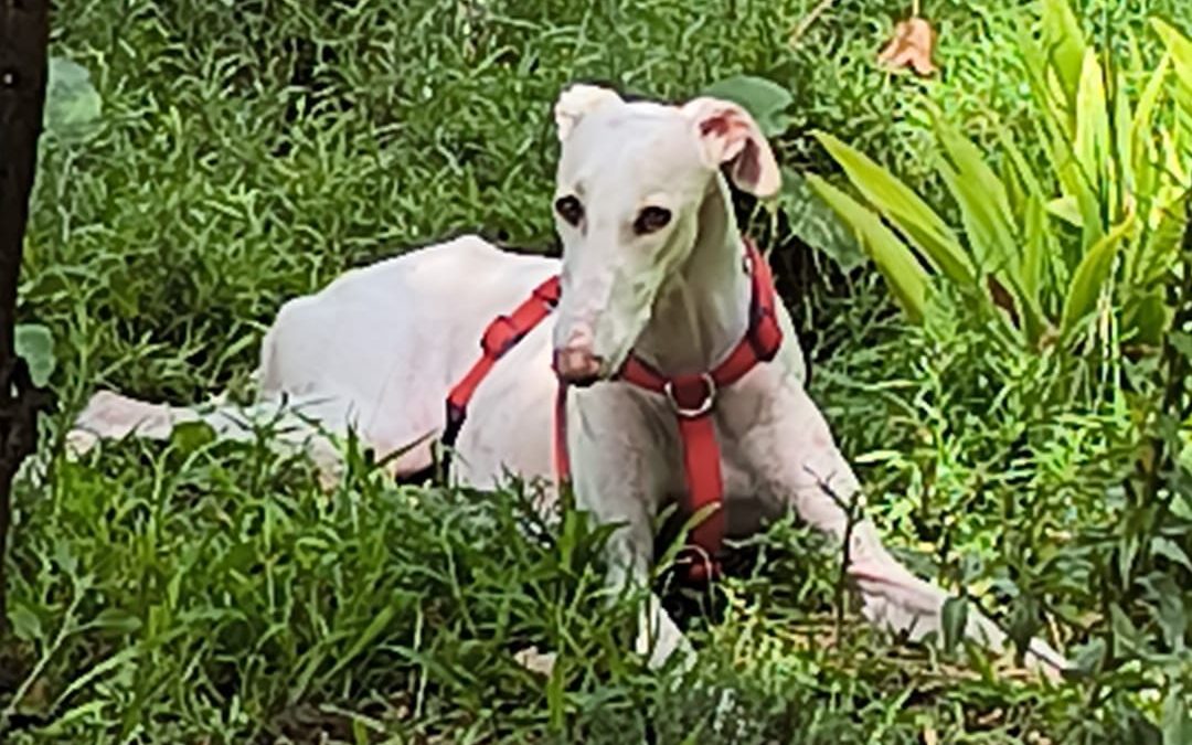 Dama