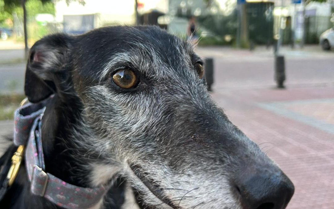 Gina