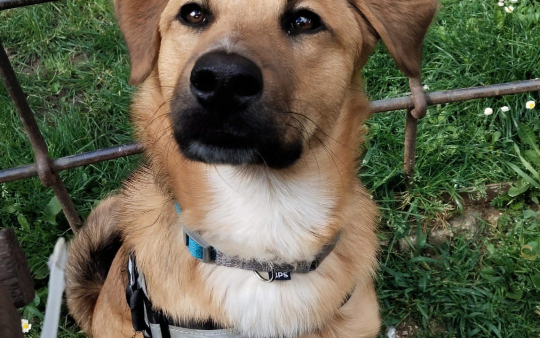 Hugo