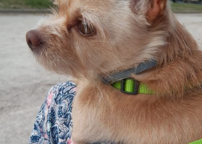 Kiko