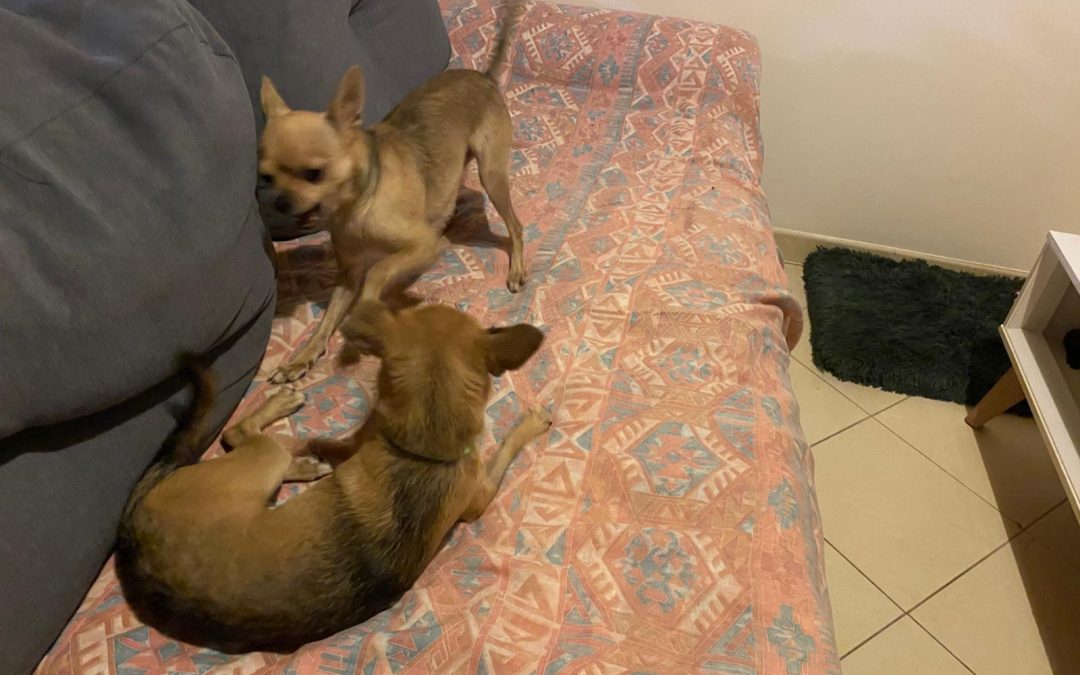 Lichi y Mango