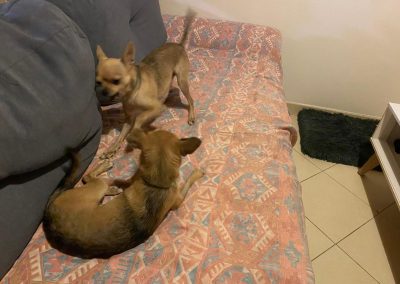 Lichi y Mango