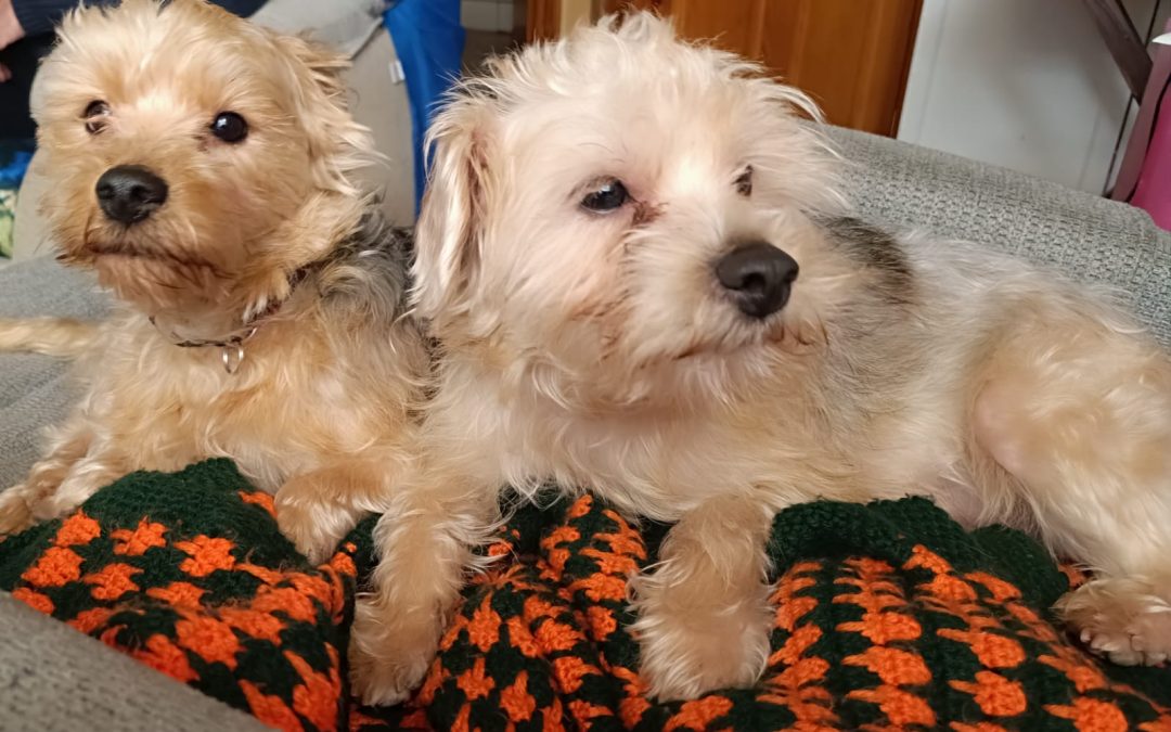 Pixie y Dixie