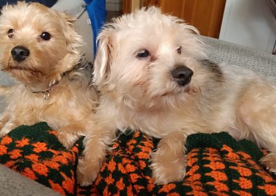 Pixie y Dixie