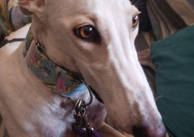 Paloma
