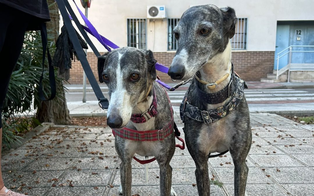 Soleá y Mencía